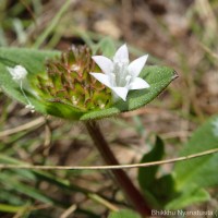 Richardia brasiliensis Gomes